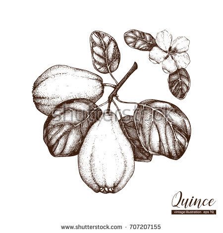 450x470 vector quince vintage sketch hand drawn illustration engraved - Quince Drawing