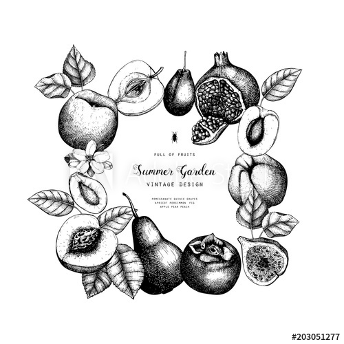 500x500 vector template desin hand drawn fruits illustrations fig, apple - Quince Drawing