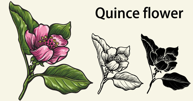 640x338 Blog - Quince Drawing