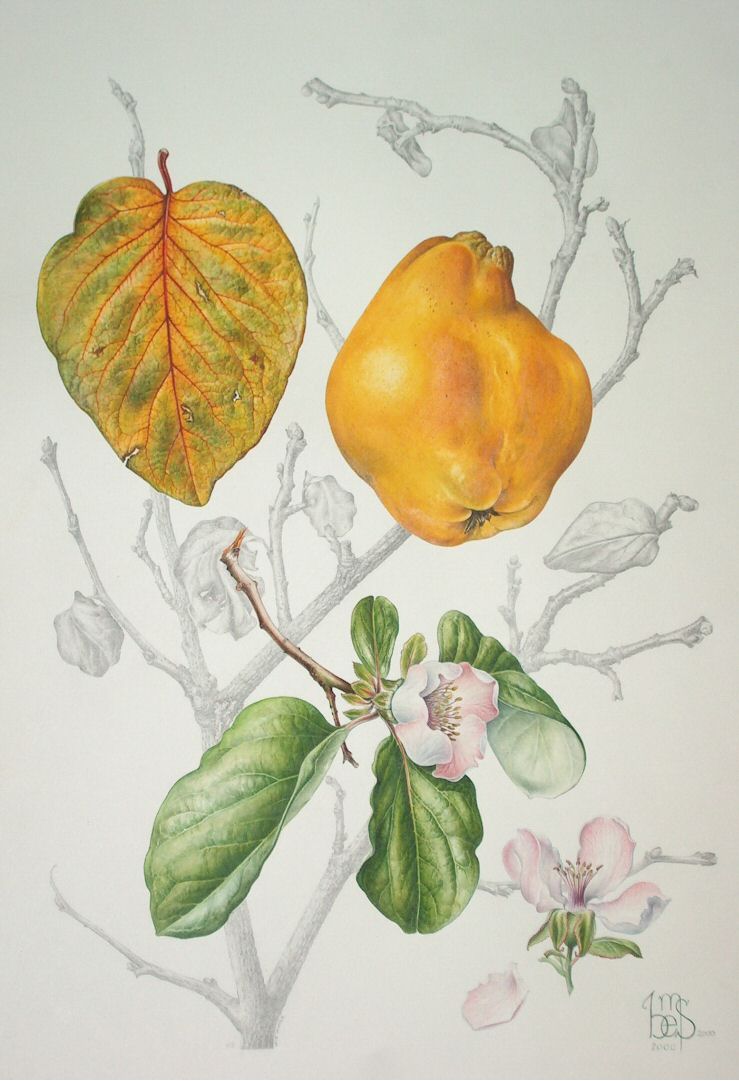 Quince Drawing at Explore collection of Quince Drawing