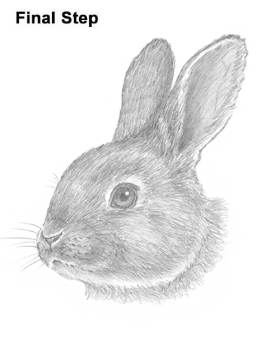 386x500 How To Draw A Rabbit - Rabbit Drawing
