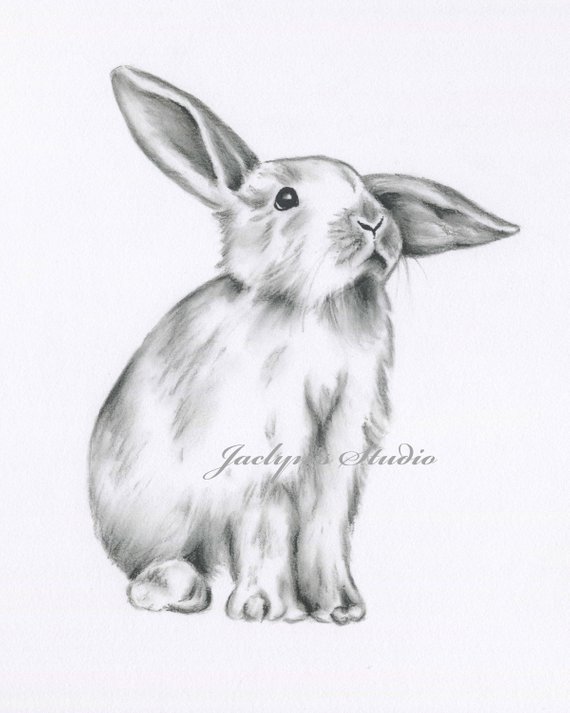 570x713 rabbit drawing bunny drawing bunny print rabbit print etsy - Rabbit Drawing