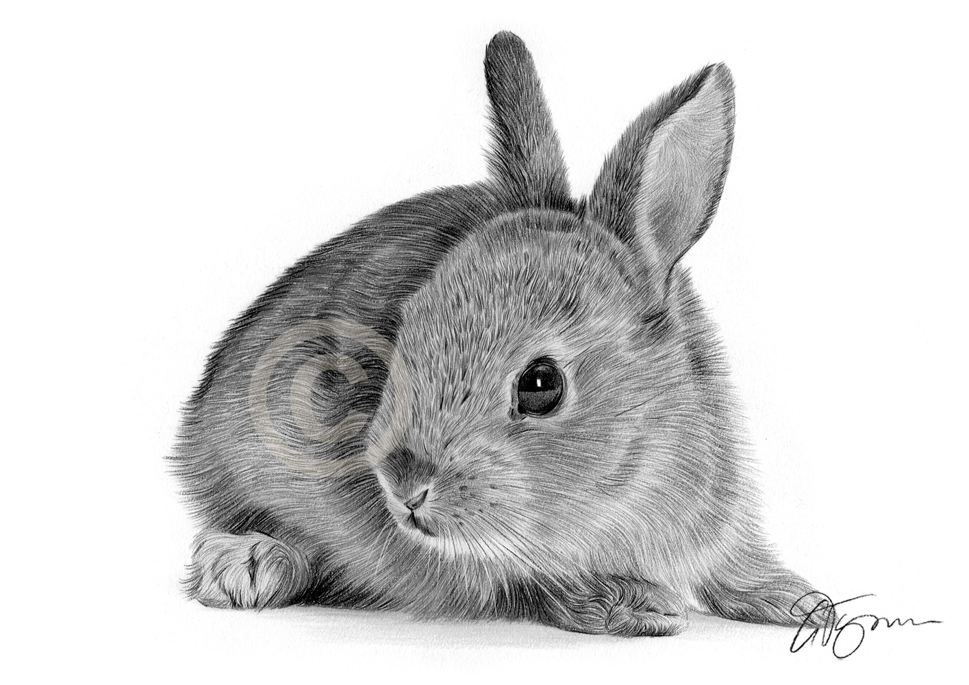1415x1000 Bunny Rabbit Pencil Drawing Print - Rabbit Drawing