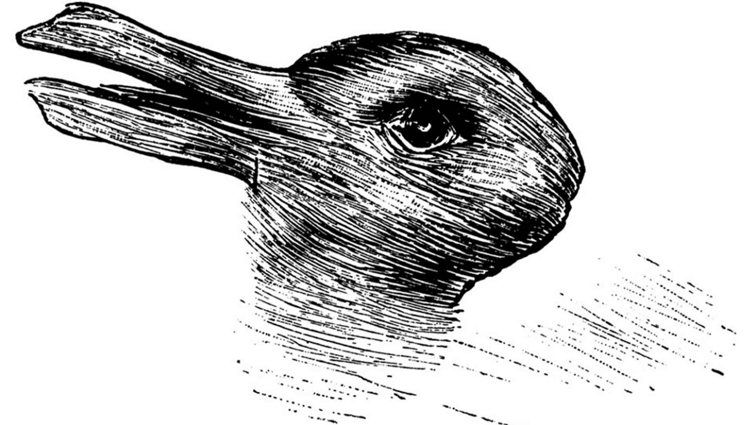 2500x1407 rabbit or duck this year old drawing has both if you can spot - Rabbit Drawing