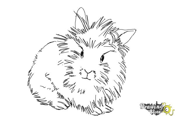 600x400 How To Draw A Lionhead Bunny - Rabbit Drawing Images