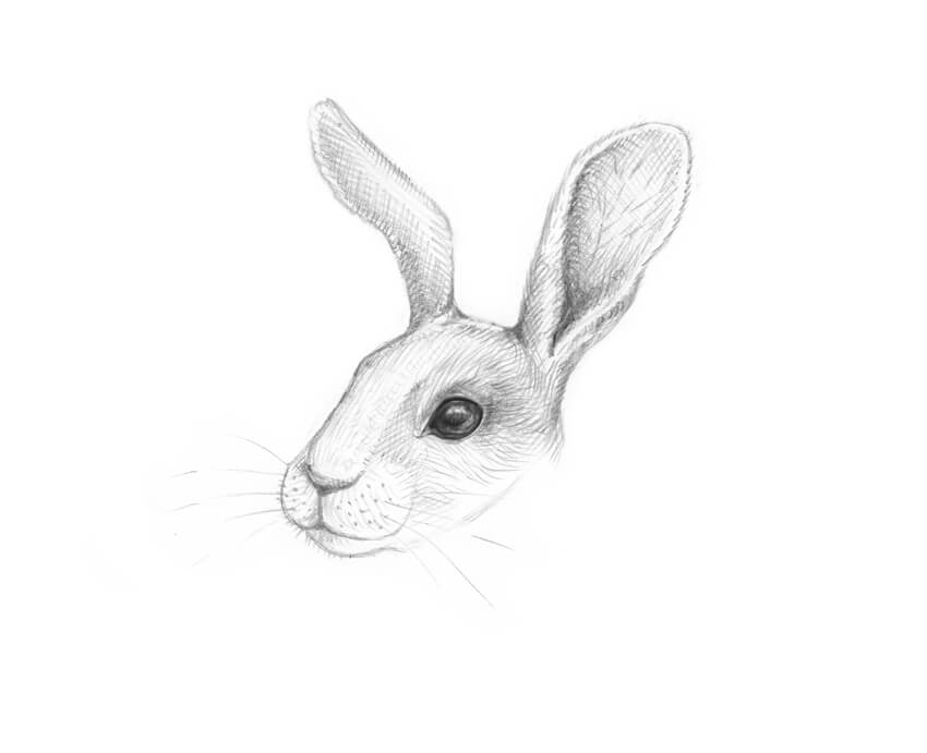 850x691 How To Draw A Rabbit Step - Rabbit Drawing Images