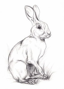 214x300 Pet Rabbit Drawings Fine Art America - Rabbit Drawing Images