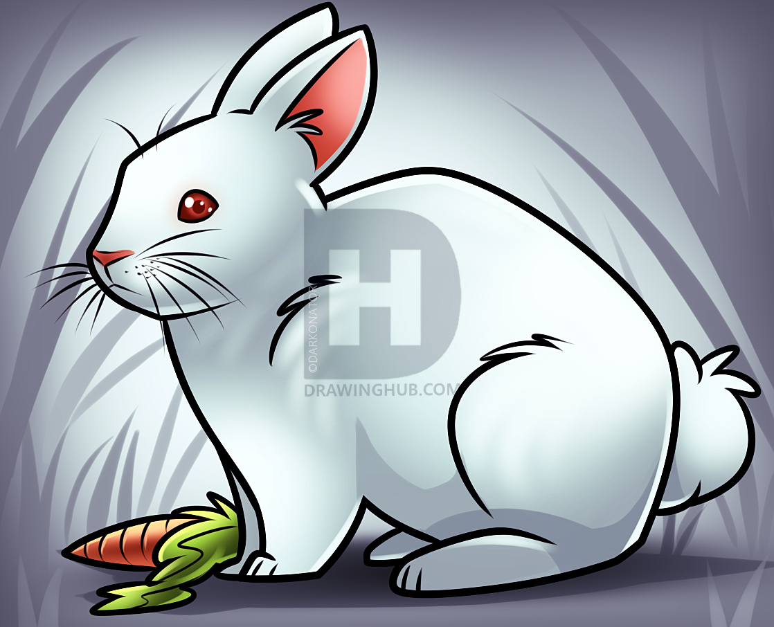 1118x906 White Rabbit Drawing Lesson, Step - Rabbit Drawing Images