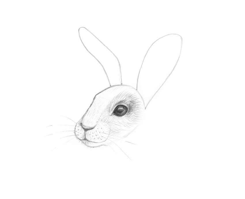 850x691 How To Draw A Rabbit Step - Rabbit Drawing Outline
