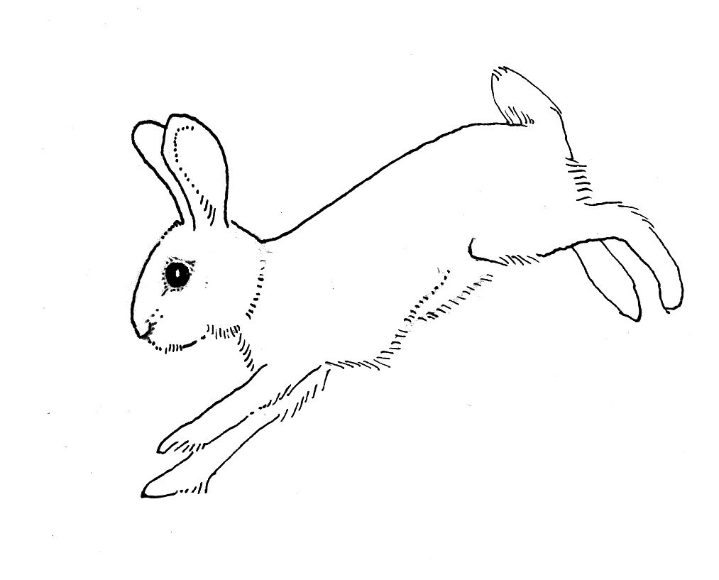 1013x817 Huge Collection Of 'running Rabbit Drawing' Download More Than - Rabbit Drawing Outline