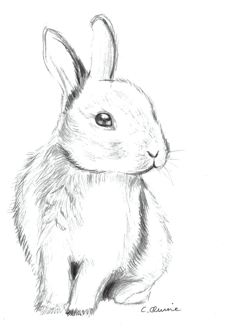 Rabbit Drawing Outline at Explore collection of