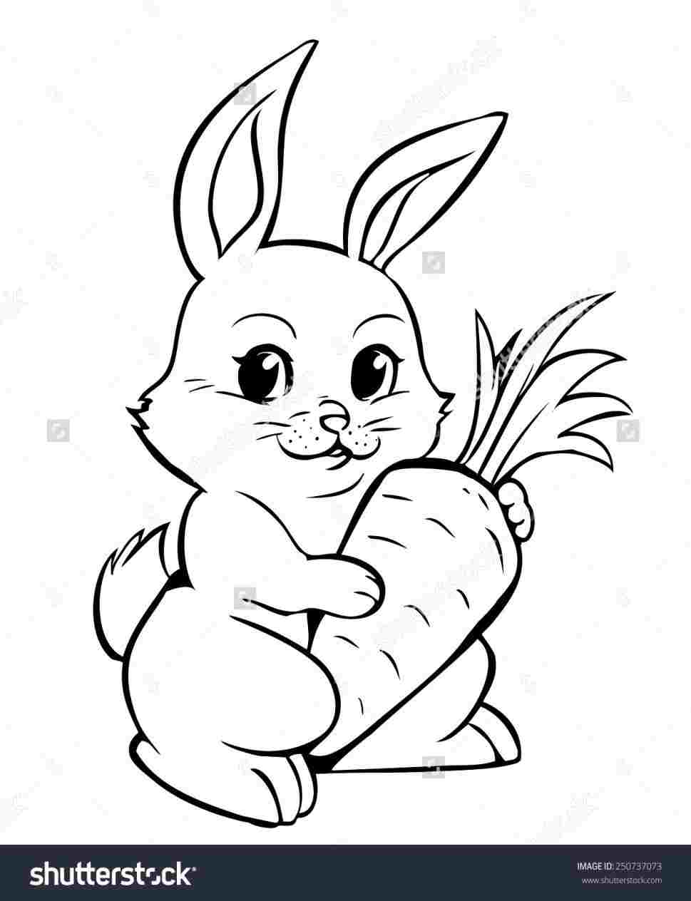 Rabbit Drawing Outline at Explore collection of