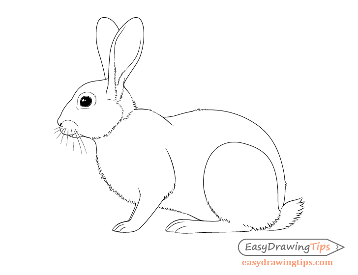 728x560 How To Draw A Rabbit Step - Rabbit Drawing Picture