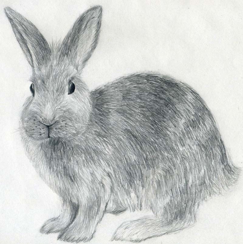 800x804 How To Draw A Rabbit - Rabbit Drawing Picture
