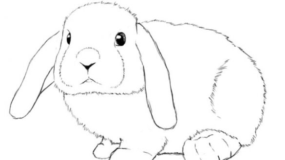 585x329 Bunny Rabbit Drawing Cute Step - Rabbit Drawing Picture