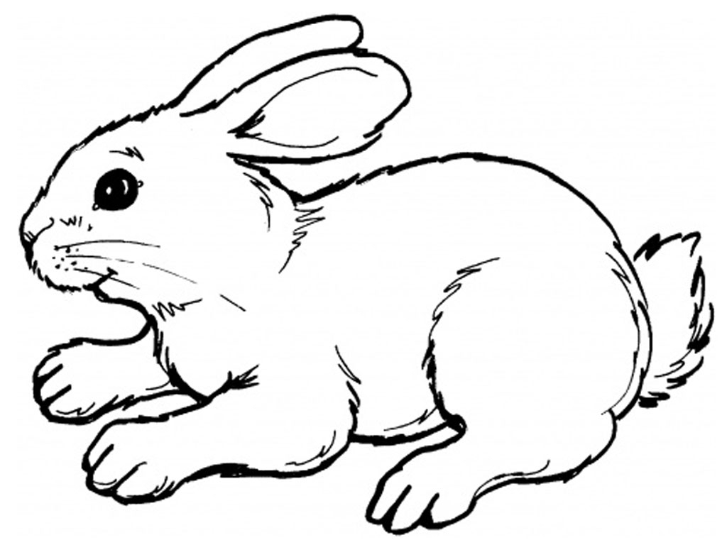 1024x768 Huge Collection Of 'rabbit Easy Drawing' Download More Than - Rabbit Easy Drawing