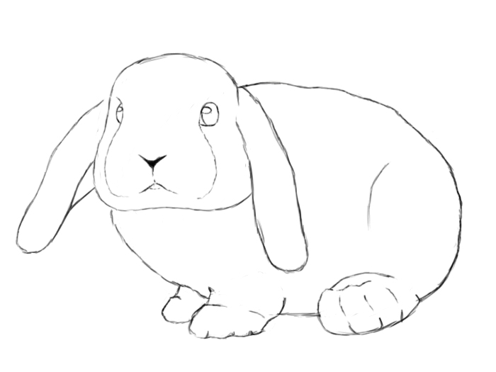 700x525 How To Draw A Bunny Step - Rabbit Easy Drawing