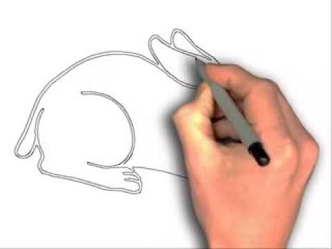 480x360 How To Draw Rabbits Eat Carrot - Rabbit Eating Carrot Drawing