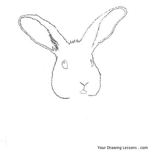 500x500 How To Draw A Bunny Rabbit Your Drawing Lessons - Rabbit Face Drawing