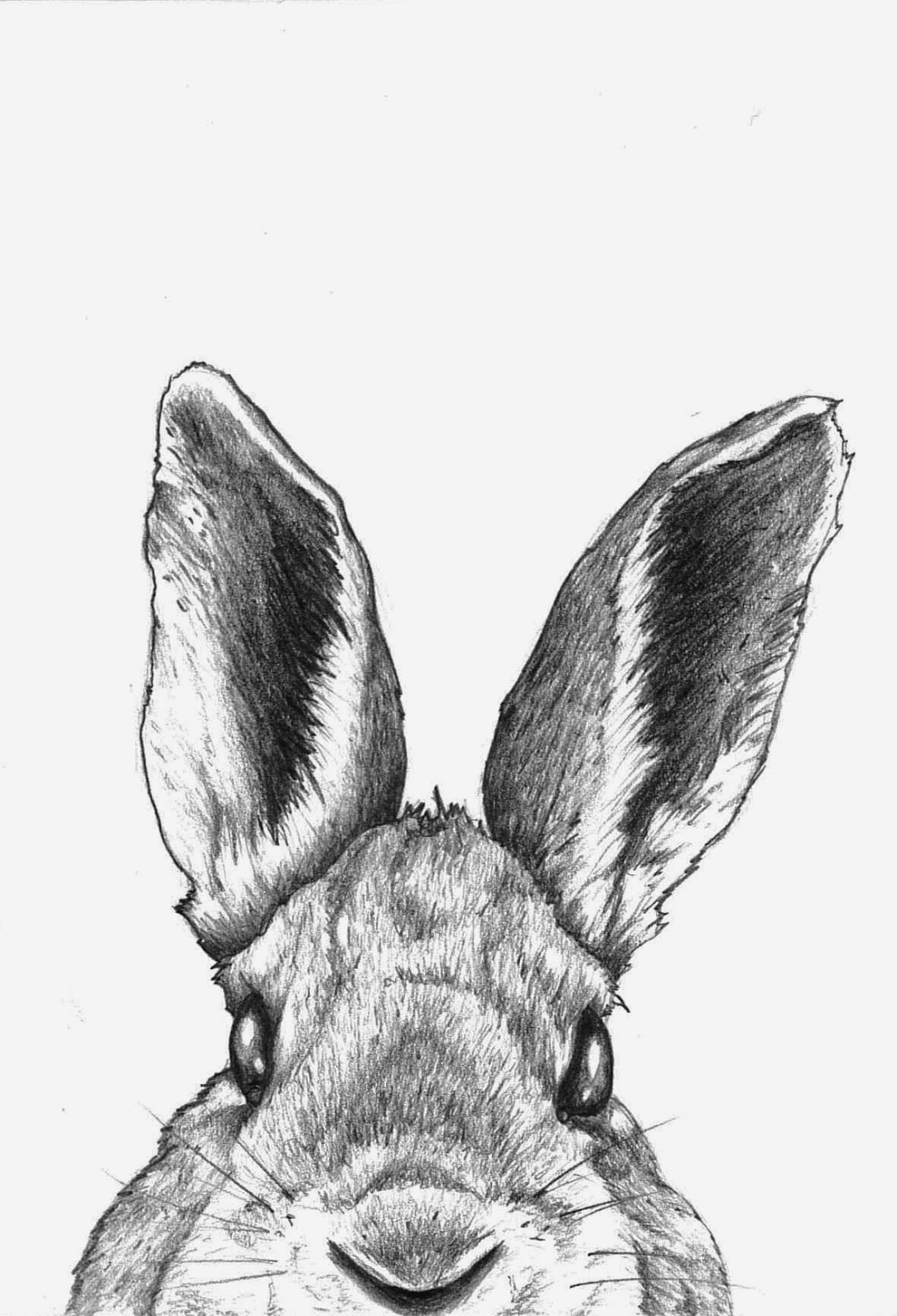 1090x1600 Rabbit Face Drawing - Rabbit Face Drawing
