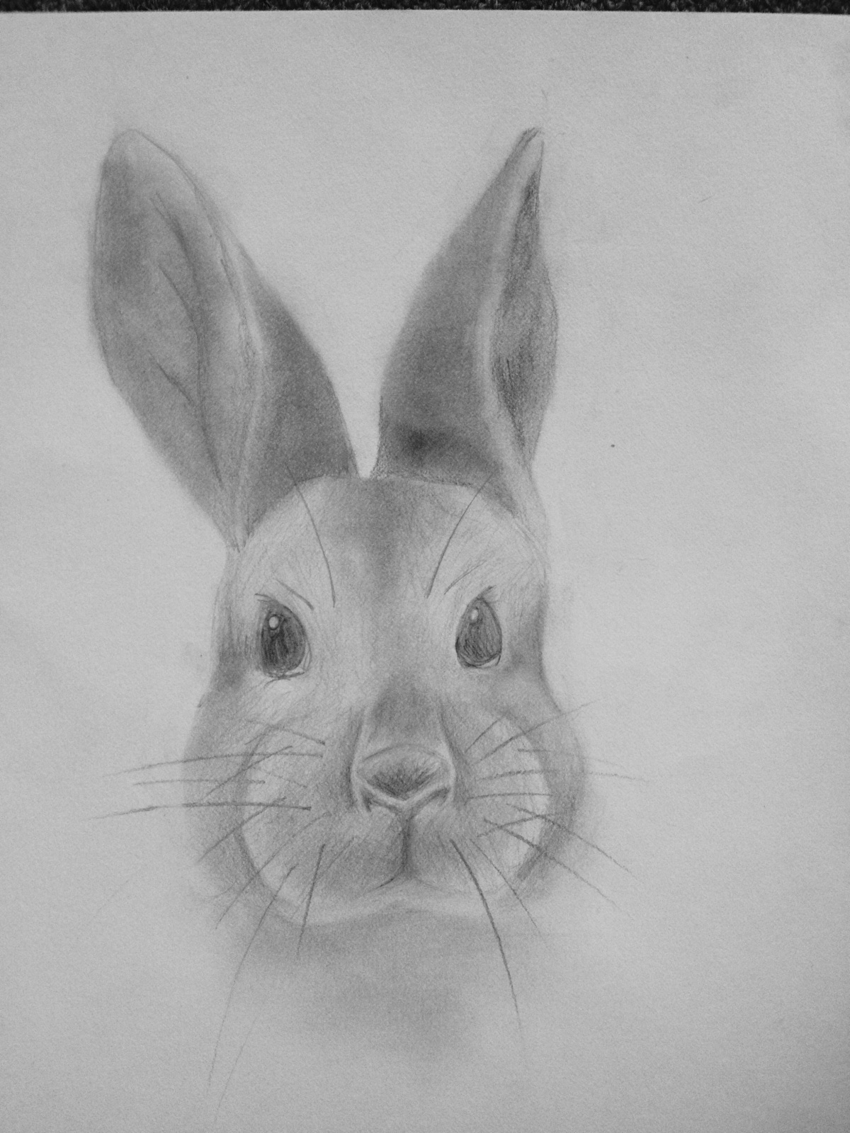 1200x1600 Rabbit Drawing Face For Free Download - Rabbit Face Drawing