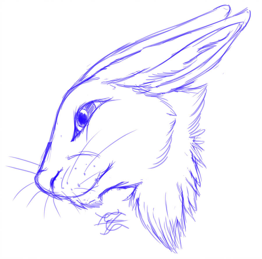 900x888 Daily Drawing Day Rabbit Head Sketch - Rabbit Head Drawing