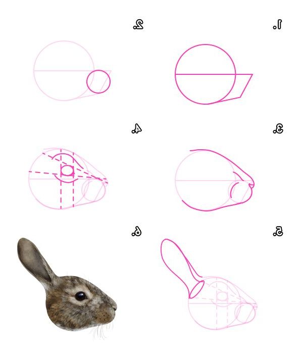600x690 Flip Of Right Side Drawing Tutorial For Rabbit Head Bunnies - Rabbit Head Drawing