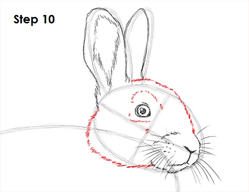 500x386 How To Draw A Rabbit - Rabbit Head Drawing