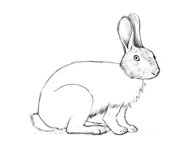 600x523 How To Draw A Rabbit - Rabbit Head Drawing