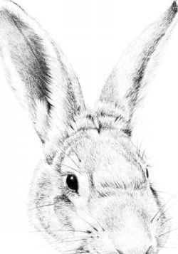 250x357 How To Draw A Rabbit Head - Rabbit Head Drawing