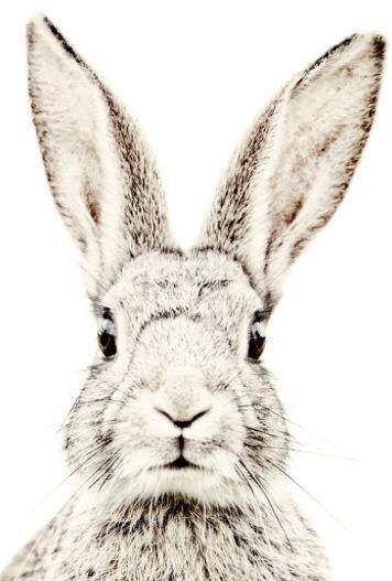 356x527 Iphone Wallpapers Rabbit Wallpaper - Rabbit Head Drawing