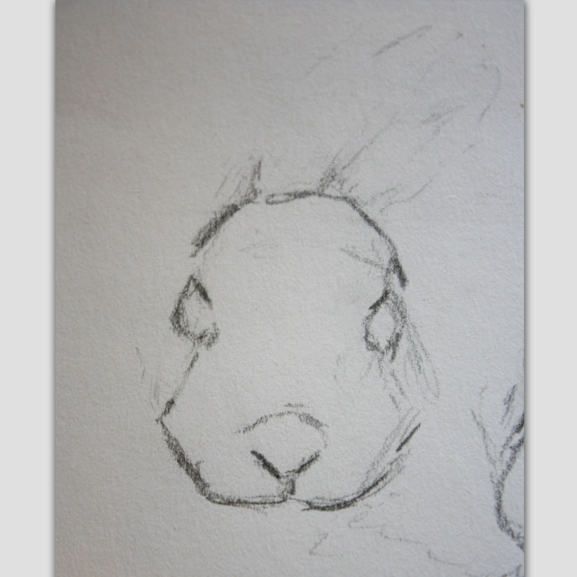 1134x1134 Rabbit Head Drawing - Rabbit Head Drawing
