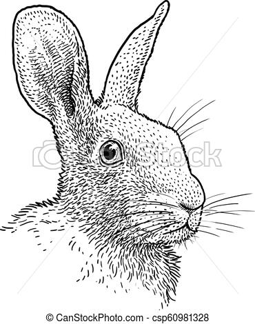 370x470 Rabbit Head Portrait Illustration, Drawing, Engraving, Ink, Line - Rabbit Head Drawing