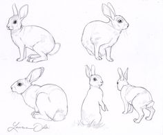 236x195 Rabbit Drawings - Rabbit Head Drawing
