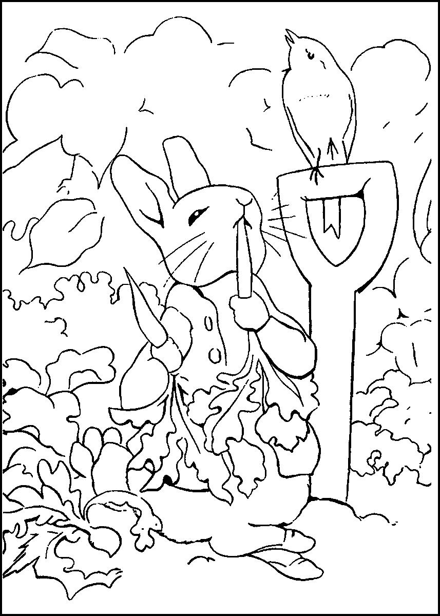 857x1200 peter rabbit coloring pages perfect line drawing - Rabbit Line Drawing