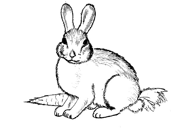 650x440 Rabbit Shape Templates And Crafts Colouring Pages Free - Rabbit Line Drawing