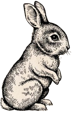260x389 rabbit line drawing art pencil drawing in rabbit drawing - Rabbit Line Drawing