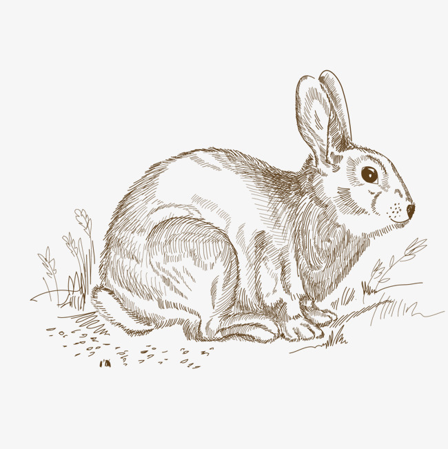 650x651 vector hand drawn line drawing rabbit, line clipart, rabbit, mid - Rabbit Line Drawing