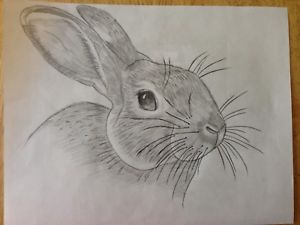 300x225 Original Pencil Drawing - Rabbit Pencil Drawing