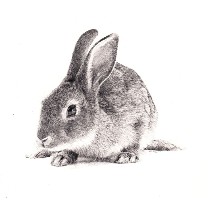 725x700 Pencil Drawings Of Rabbits Rabbit, Pencil, X - Rabbit Pencil Drawing