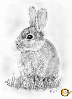 236x322 Rabbit Pencil Portrait, Rabbit Drawing - Rabbit Pencil Drawing