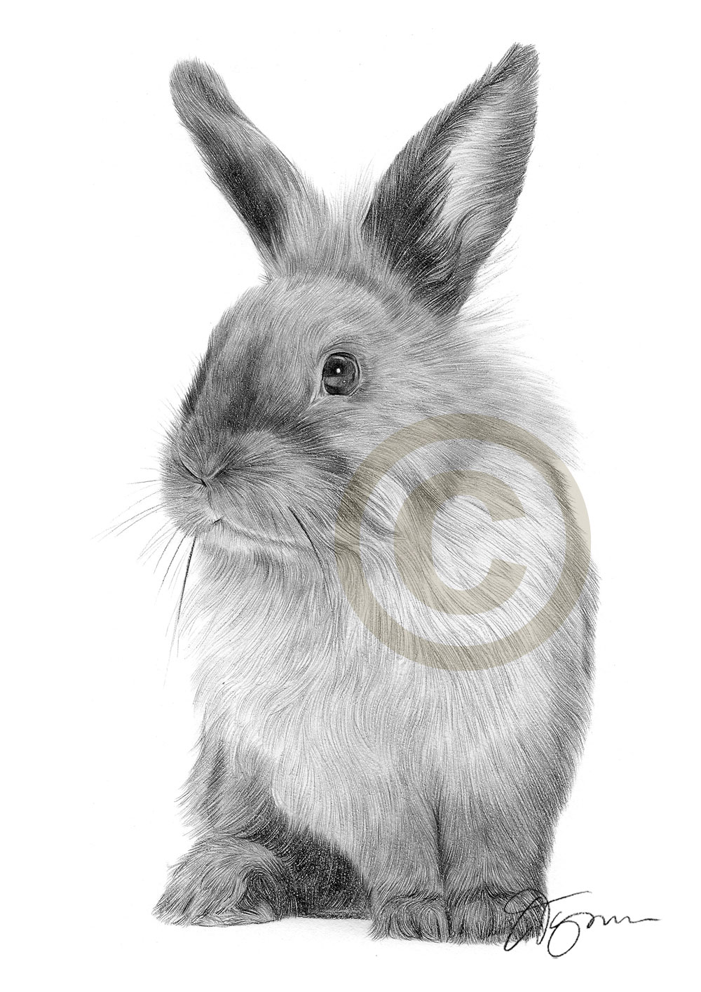 1000x1414 Rabbit Pencil Drawing Print Only Signed - Rabbit Pencil Drawing