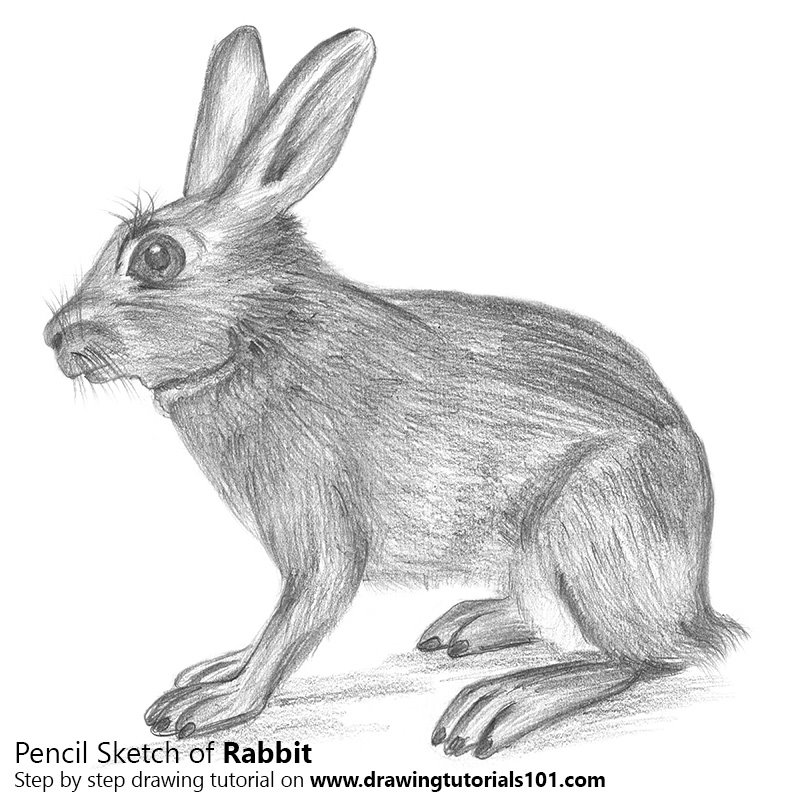 800x800 Rabbit Pencil Drawing - Rabbit Pencil Drawing