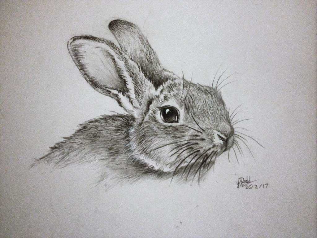 1024x768 Rabbit Pencil Drawing - Rabbit Pencil Drawing