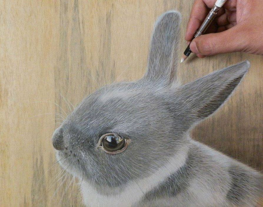 894x703 Rabbit Pencil Drawing - Rabbit Pencil Drawing