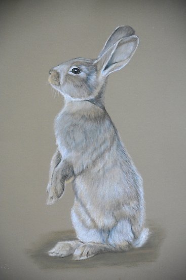 Rabbit Pencil Drawing at PaintingValley.com | Explore collection of