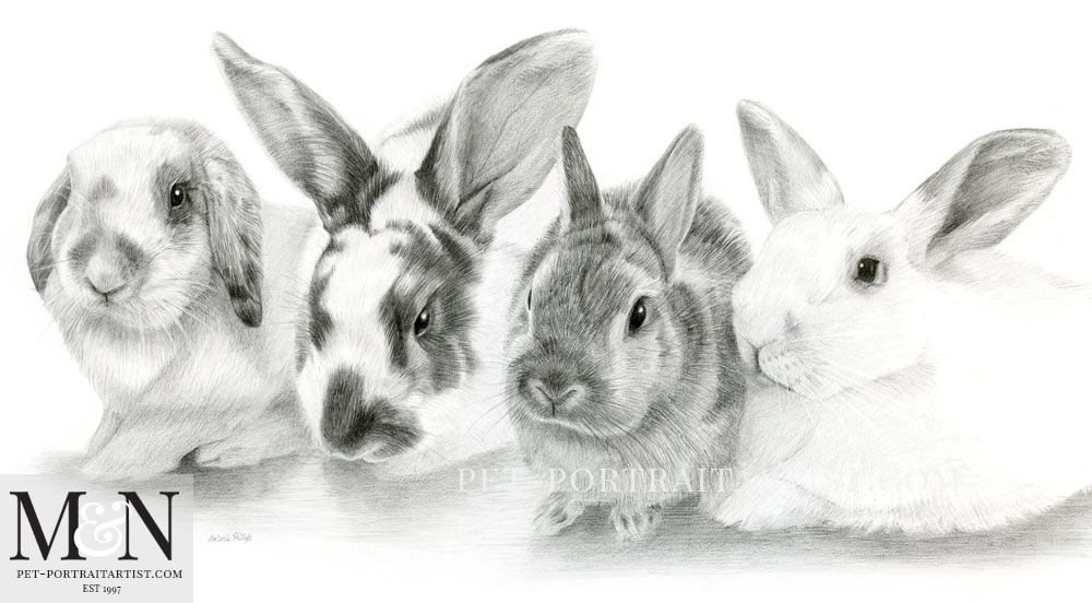 1000x552 Rabbit Pencil Drawing - Rabbit Pencil Drawing