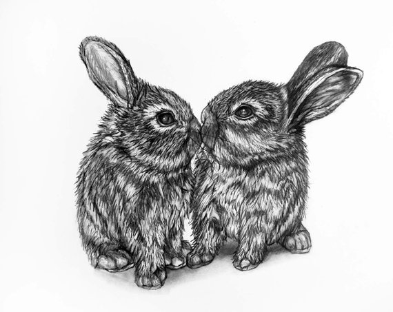 570x453 Bunny Rabbit Pencil Drawing Bunny Kiss Etsy - Rabbit Pencil Drawing