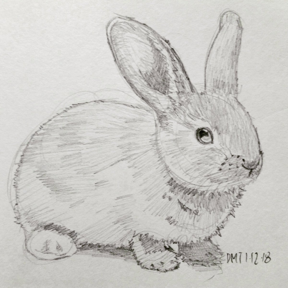 1200x1200 Dmt On Twitter - Rabbit Pencil Drawing