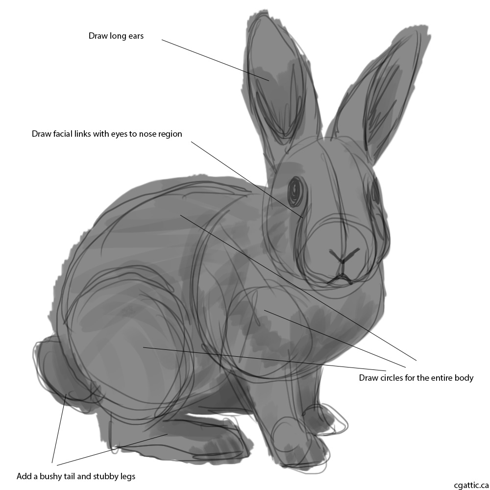 1000x1000 How To Draw A Rabbit In Steps With Photoshop - Rabbit Skeleton Drawing